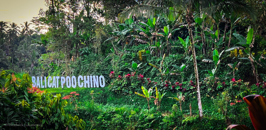 Large white sign reading ‘Bali Cat Poo Chino’ nestled among dense tropical greenery. The lush vegetation includes tall palm trees, banana plants, and vibrant red flowers, set against a backdrop of rich green foliage. The scene is captured at sunset, with soft light filtering through the trees, adding warmth to the landscape