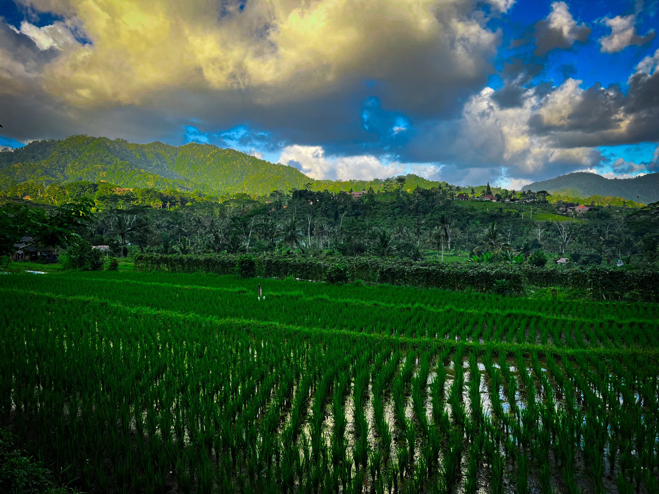 Bali_Sidemen Rice Terraces 2