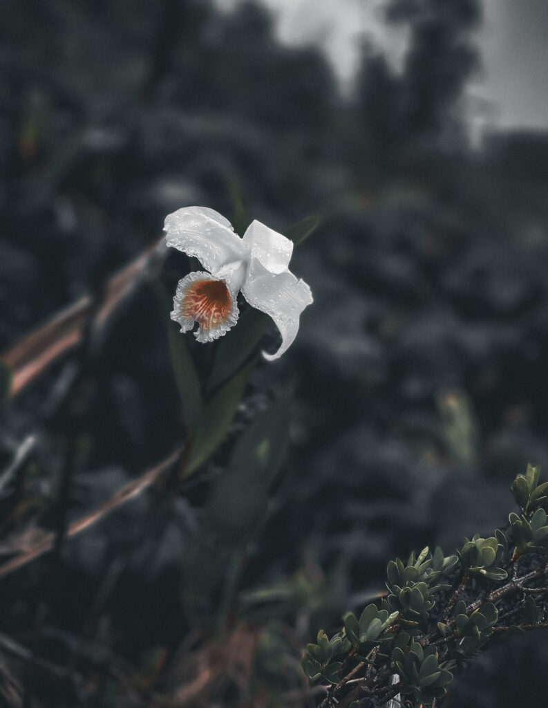 Close-up of a delicate white flower with an orange center, covered in water droplets, set against a dark, blurred background in Arenal Volcano National Park, Costa Rica