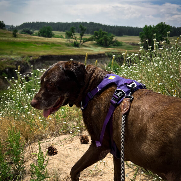 A Chocolate Labrador wearing a purple harness enjoys a walk through a grassy, flower-filled field at Castlewood Canyon, Colorado, on a sunny day.