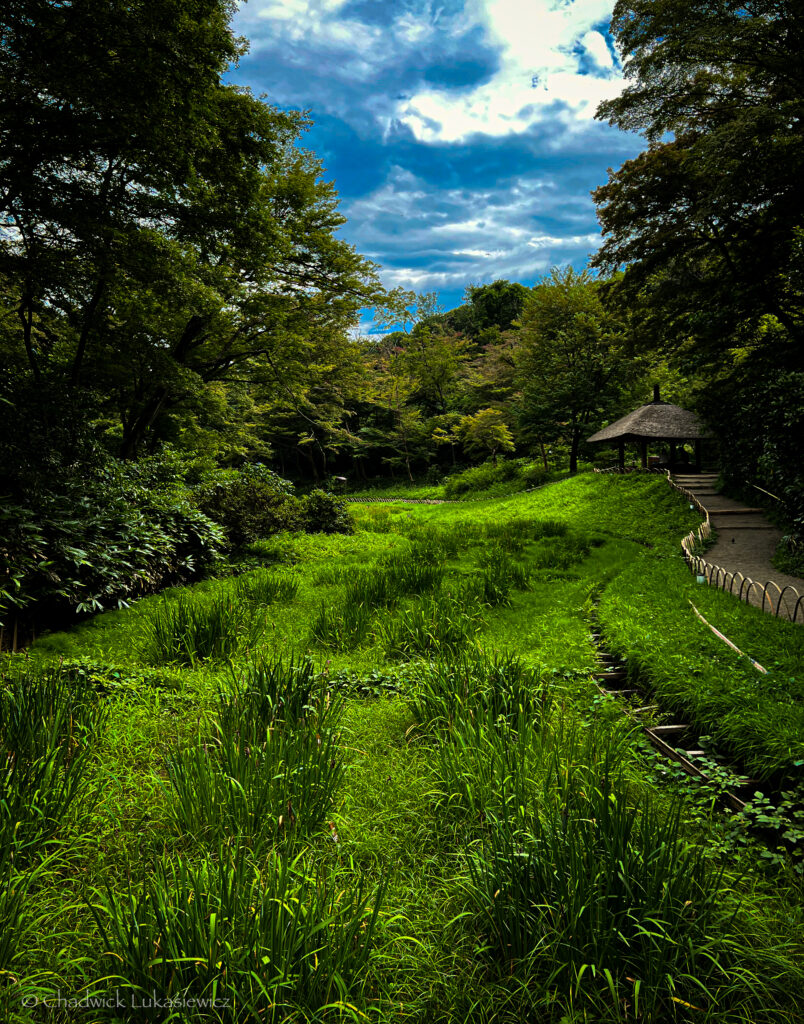 A meandering pathway bordered by green fields and trees in Meiji Shrine’s garden. The serene scene captures the harmony of nature within the busy city, offering a peaceful escape in the form of lush vegetation and tranquil surroundings.