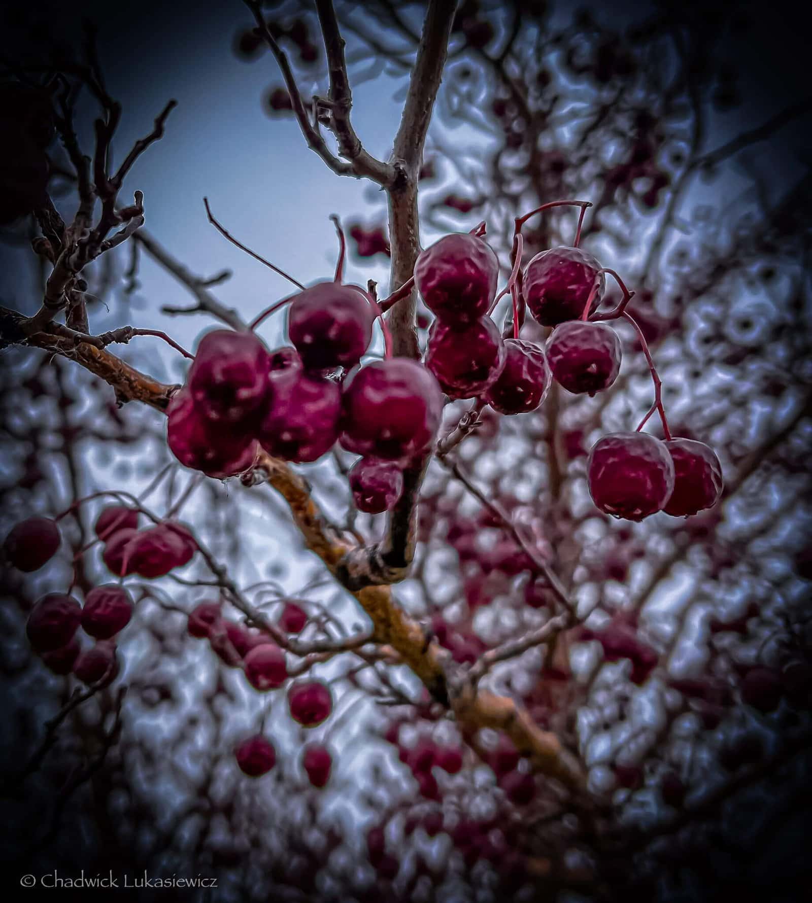 Close-up of frozen red hawthorn berries on icy branches, captured in Parker, Colorado during winter. A vibrant and frosty nature photograph showcasing the beauty of seasonal details.