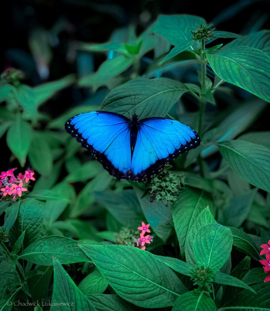 A vibrant Blue Morpho butterfly with iridescent blue wings rests on lush green leaves in a Costa Rican rainforest.