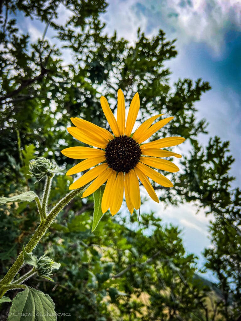 A detailed macro shot of a wild sunflower at Castlewood Canyon State Park, showcasing ADHD hyperfocus in nature photography.
